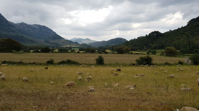 Foto Finca S'Arraco