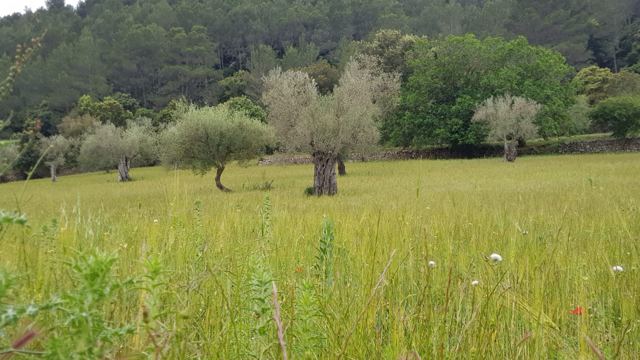 Foto Finca S'Arraco