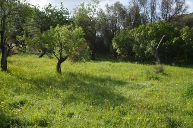 Foto Finca S'Arraco