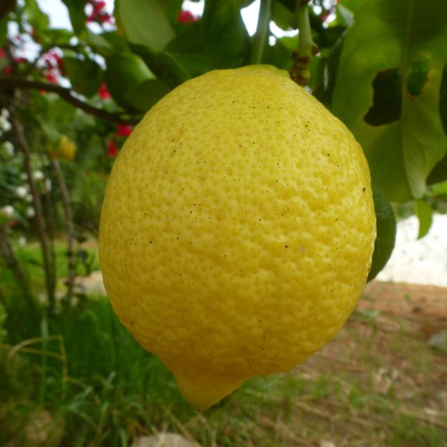 Foto Finca S'Arraco