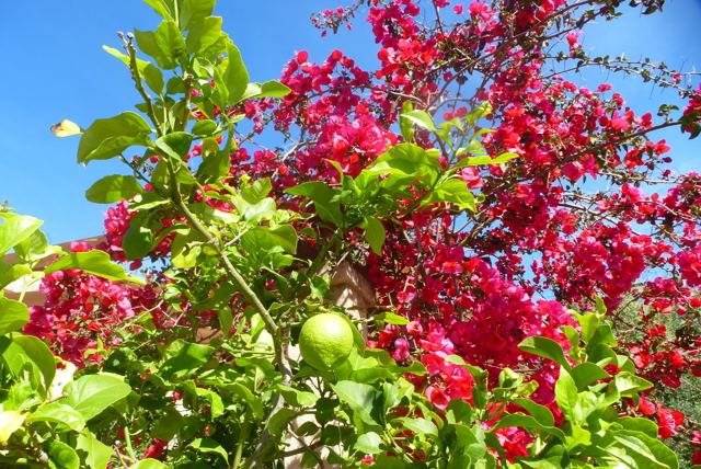 Foto Finca S'Arraco